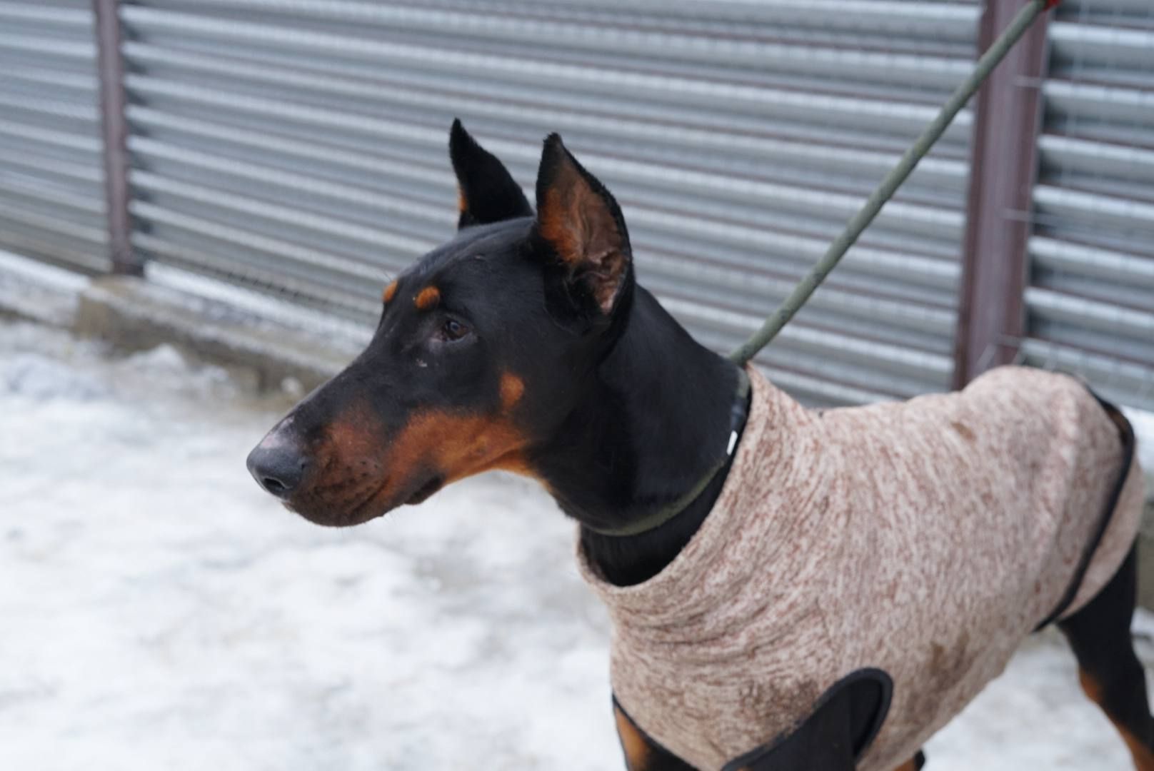 Доберман Роккі шукає родину