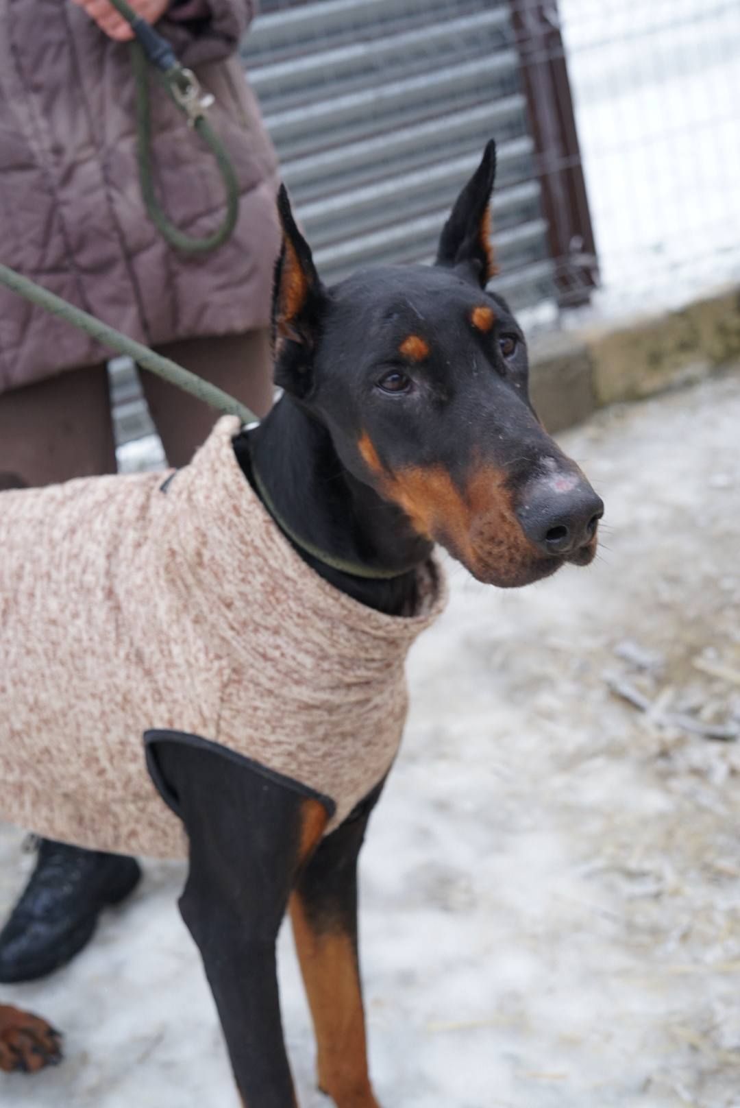 Доберман Роккі шукає родину