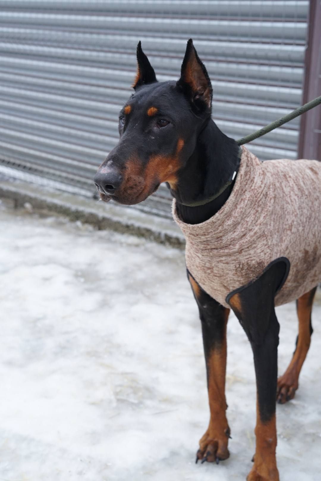 Доберман Роккі шукає родину