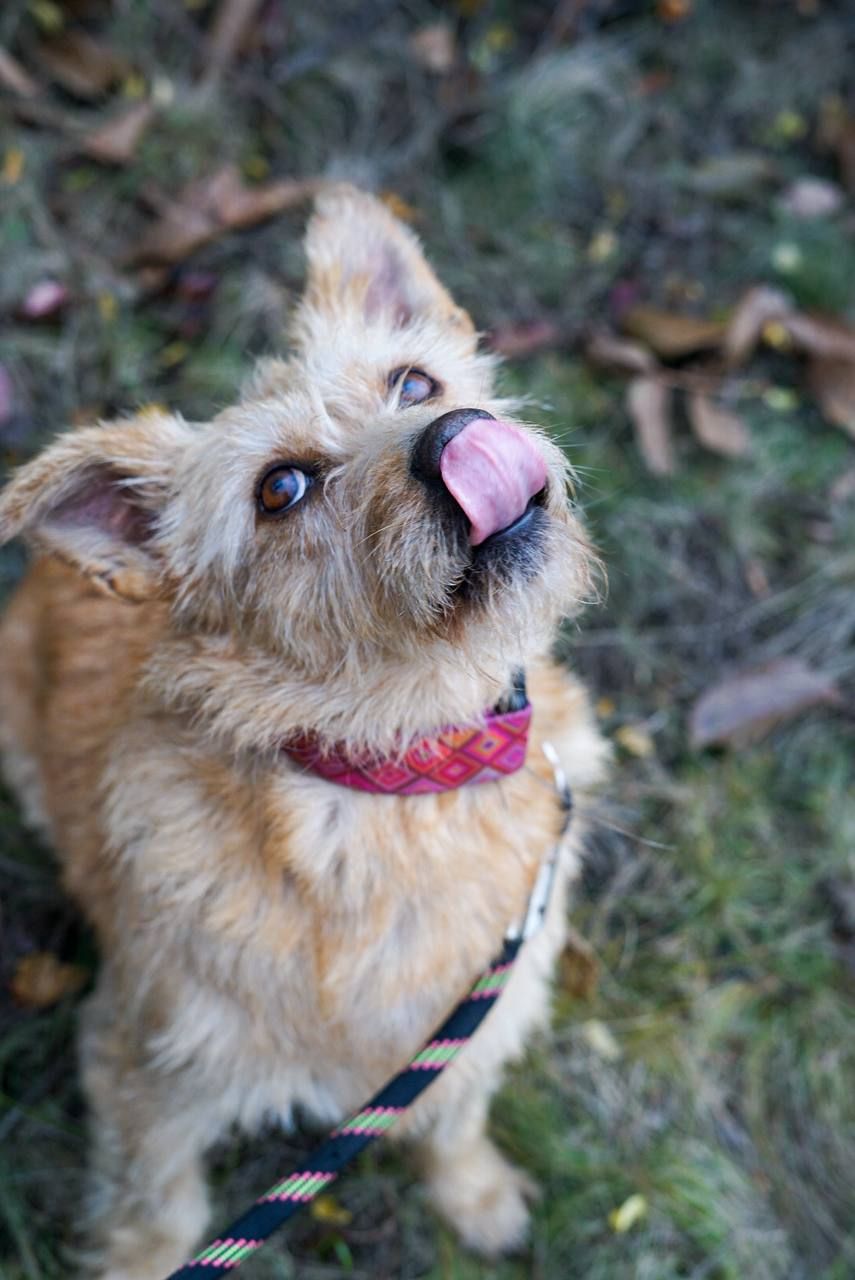 Буся з фронту шукає родину