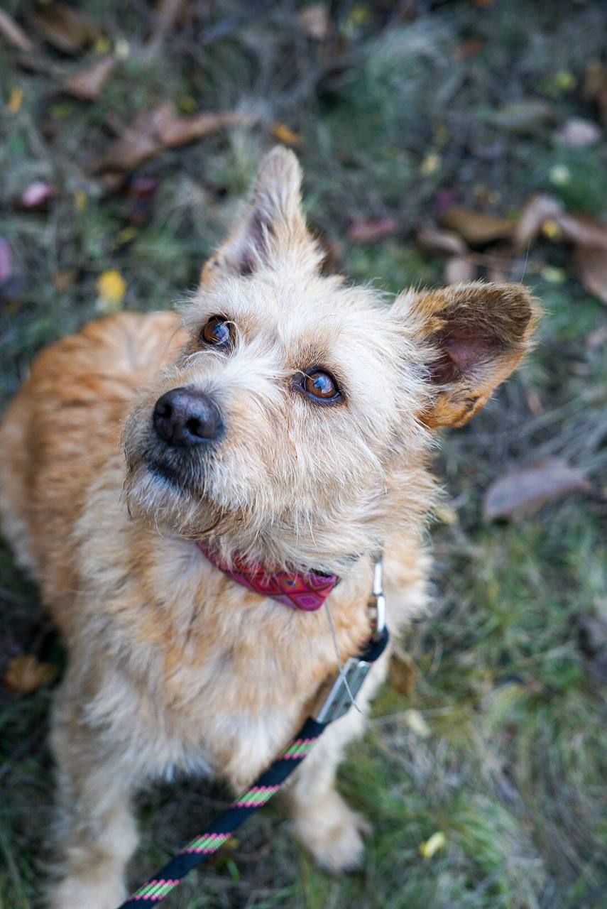 Буся з фронту шукає родину