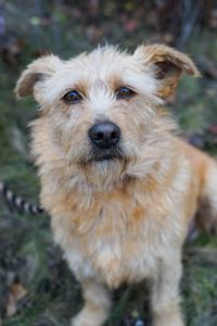 Буся з фронту шукає родину