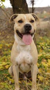 Лаккі в пошуках родини