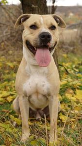 Лаккі в пошуках родини