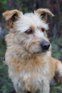 Буся з фронту шукає родину