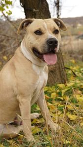 Лаккі в пошуках родини