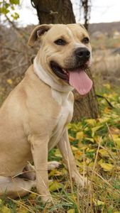 Лаккі в пошуках родини