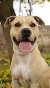 Лаккі в пошуках родини