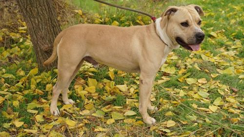 Лаккі в пошуках родини