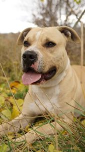 Лаккі в пошуках родини