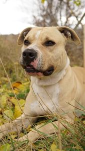 Лаккі в пошуках родини