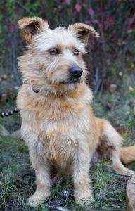 Буся з фронту шукає родину