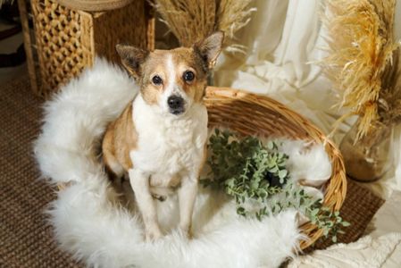 Роксі шукає родину