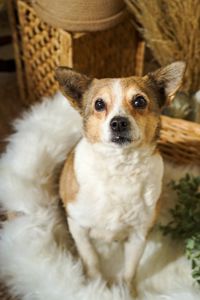 Роксі шукає родину