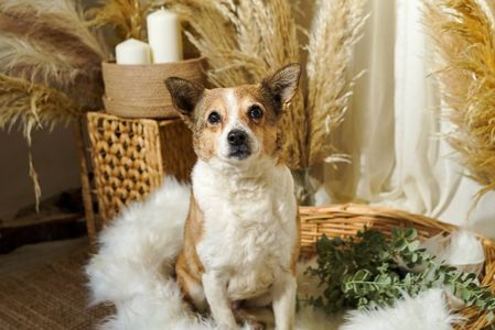 Роксі шукає родину