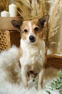 Роксі шукає родину