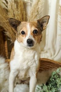 Роксі шукає родину