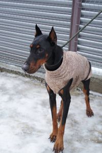 Доберман Роккі шукає родину