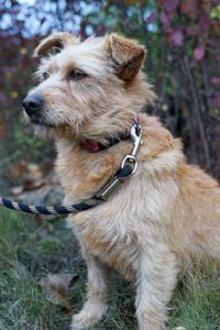 Буся з фронту шукає родину