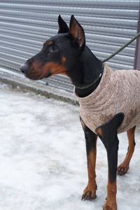 Доберман Роккі шукає родину