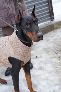 Доберман Роккі шукає родину