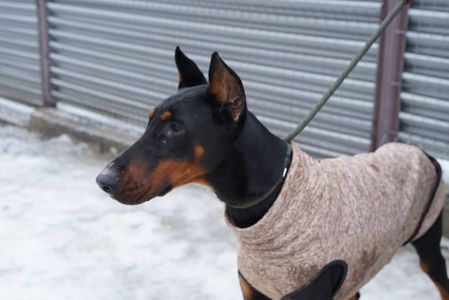 Доберман Роккі шукає родину