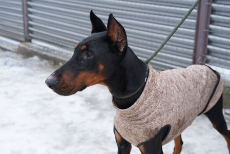 Доберман Роккі шукає родину