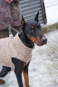 Доберман Роккі шукає родину