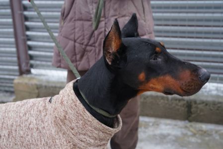 Доберман Роккі шукає родину