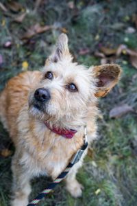 Буся з фронту шукає родину