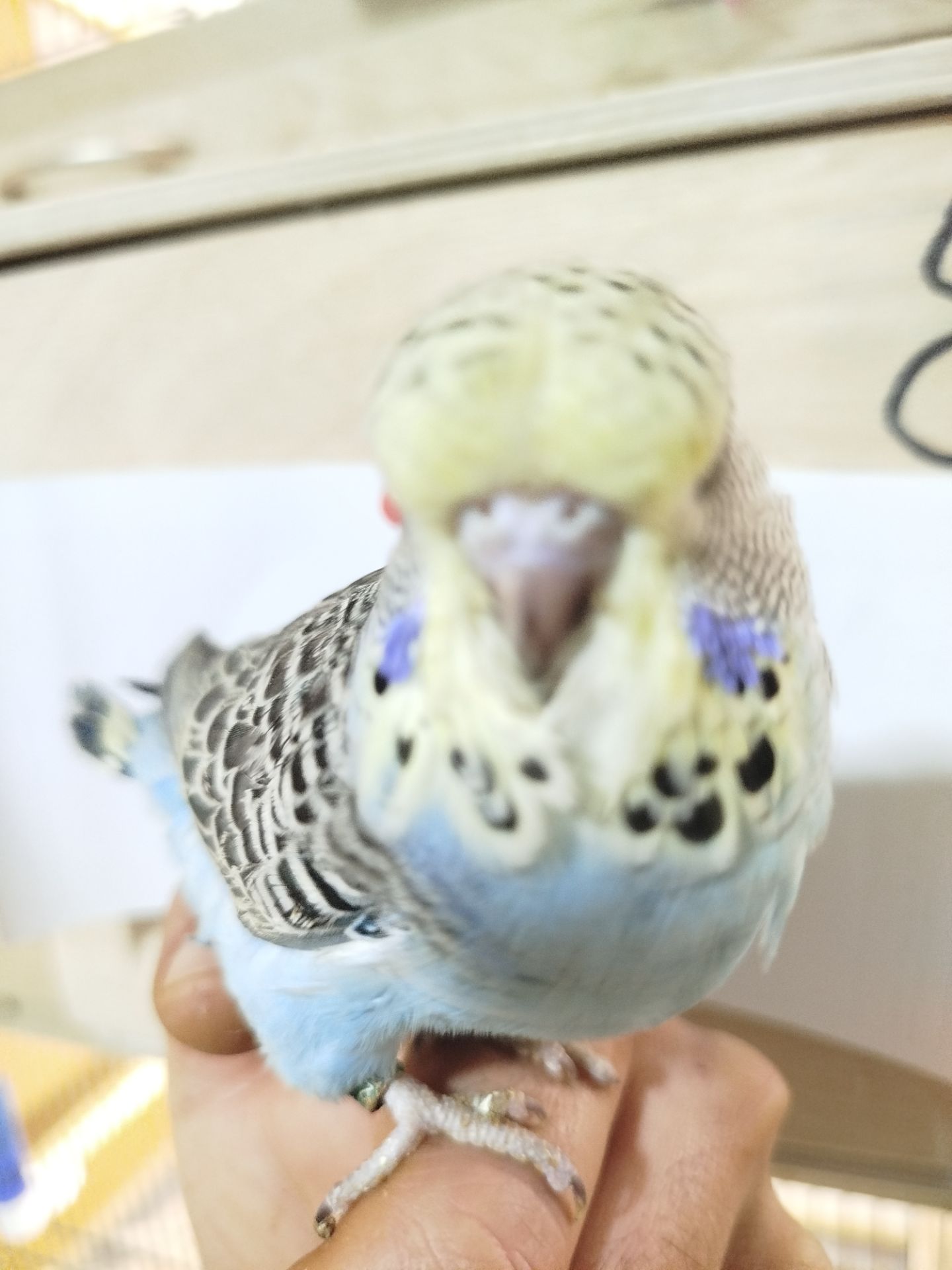 Виставковий (чех)