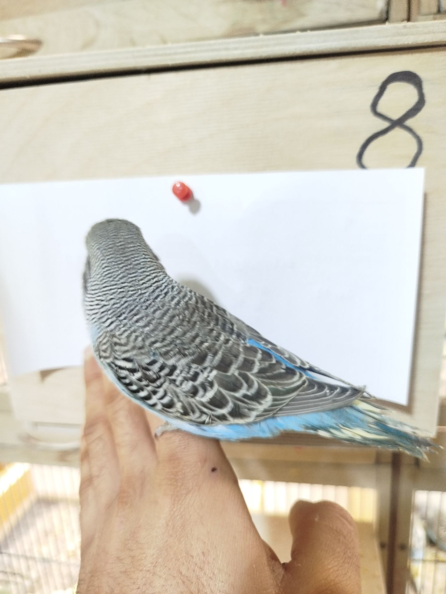 Виставковий (чех)