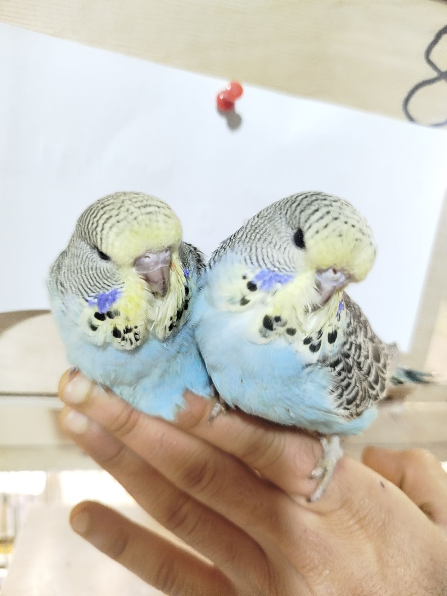 Виставковий (чех)