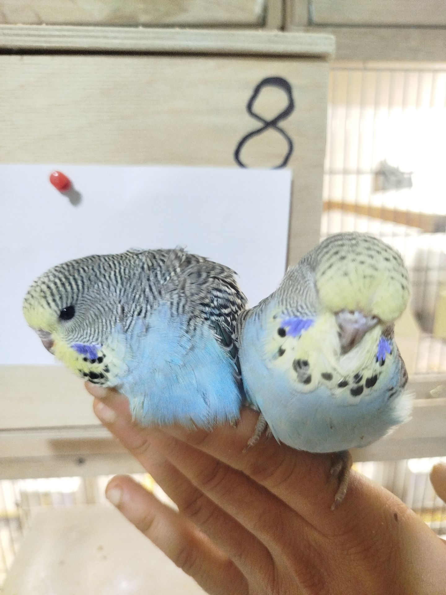 Виставковий (чех)