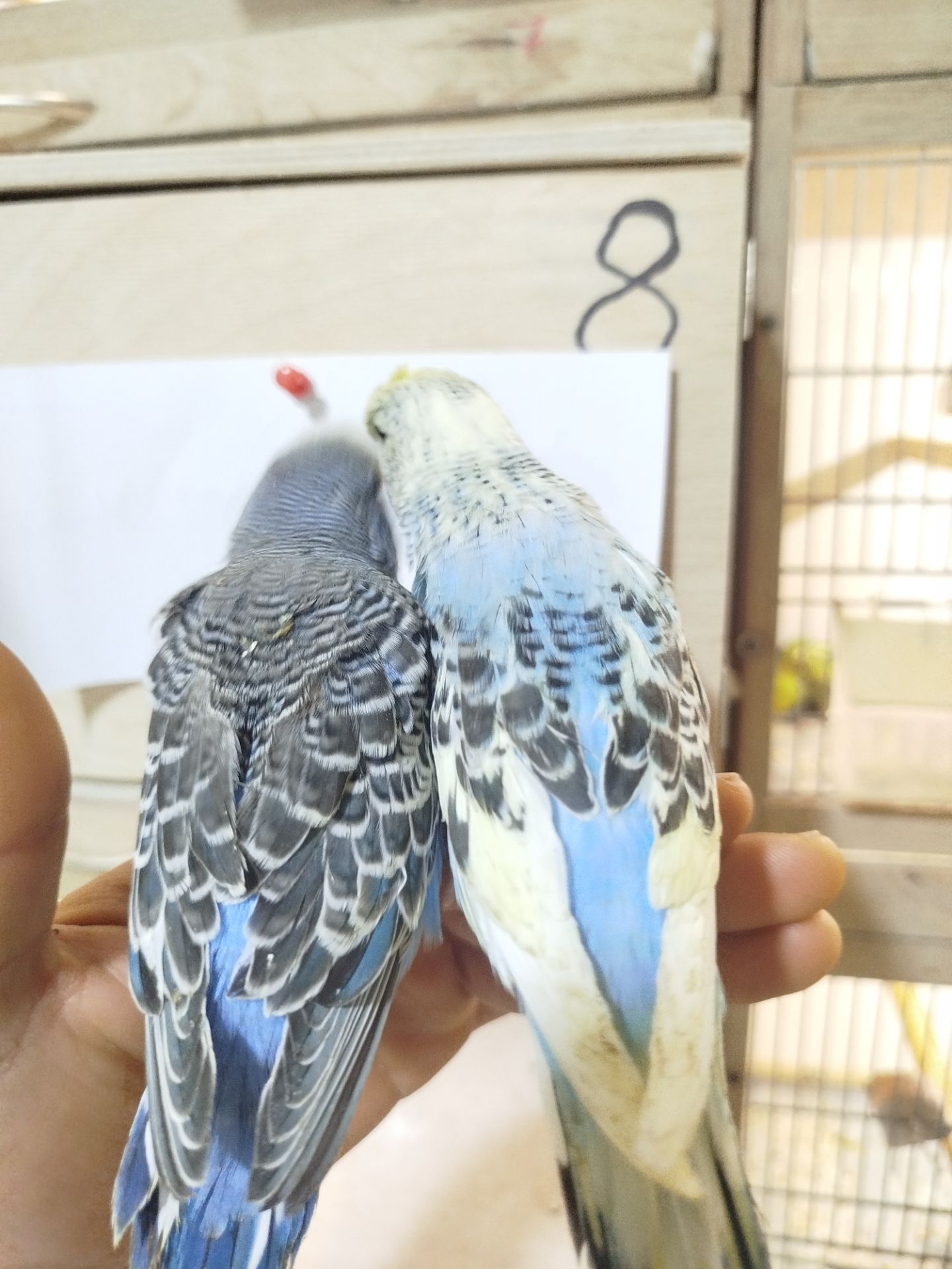 Виставковий (чех)