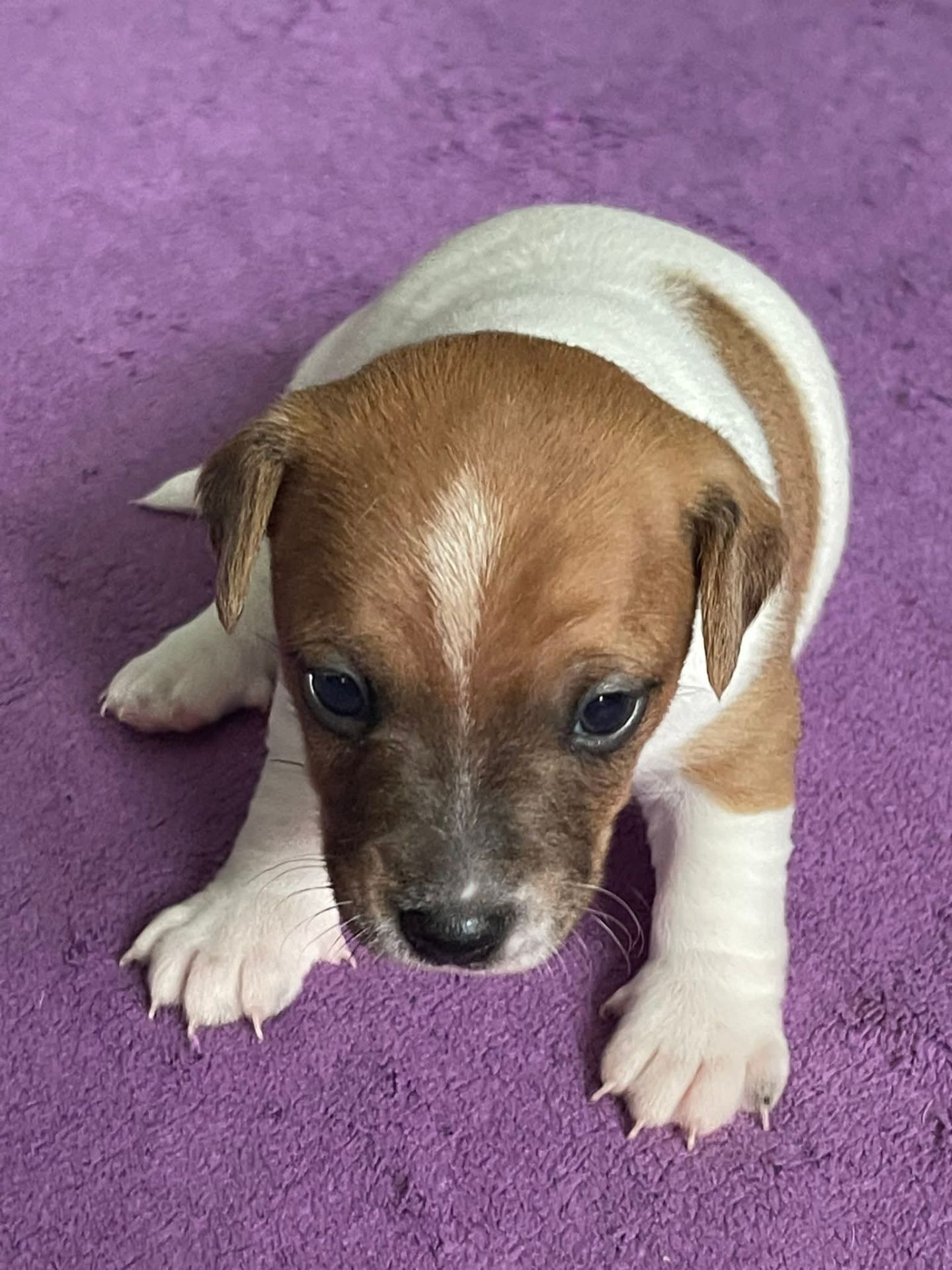 Цуценята Джек рассел терєр