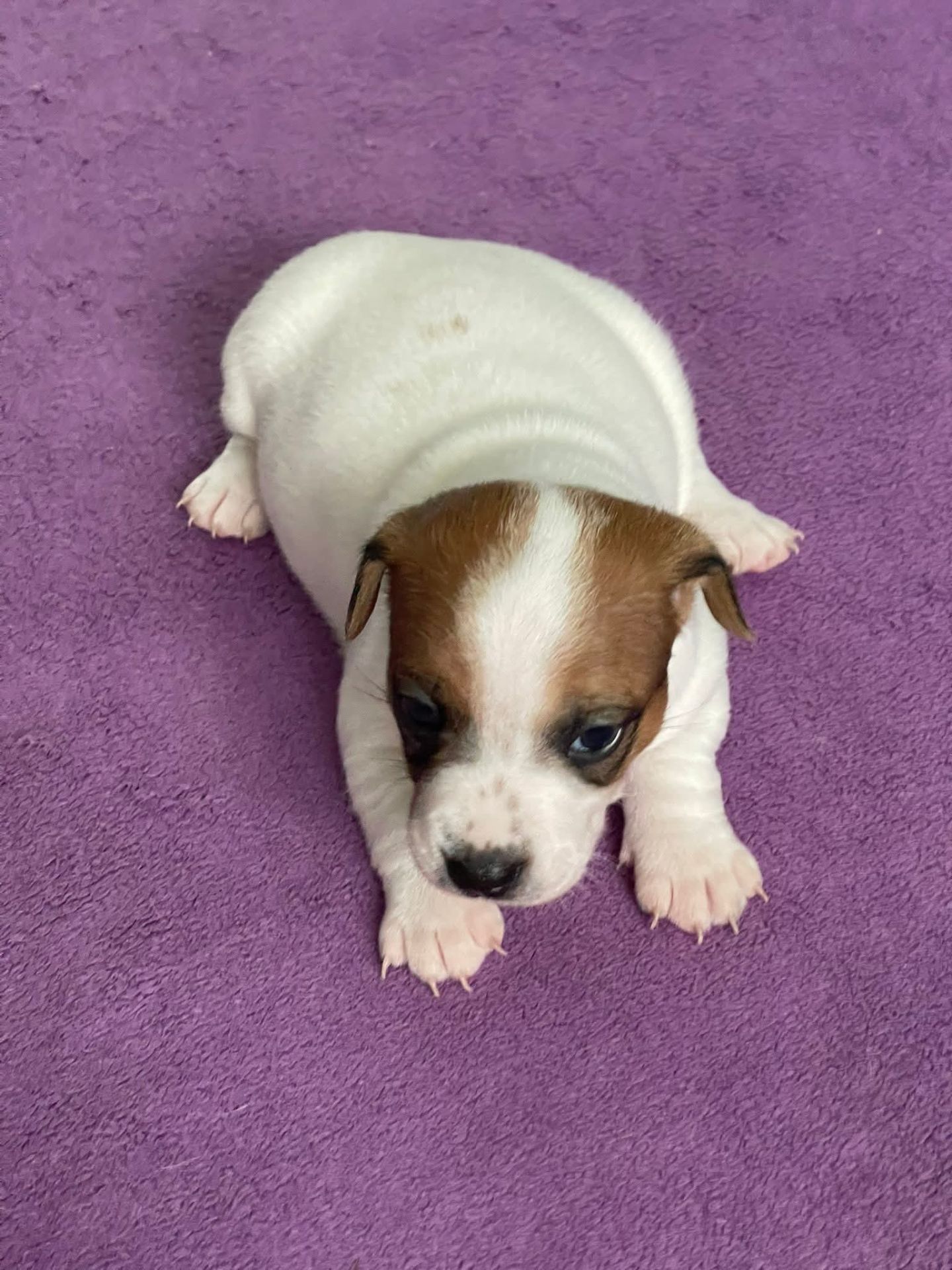 Цуценята Джек рассел терєр