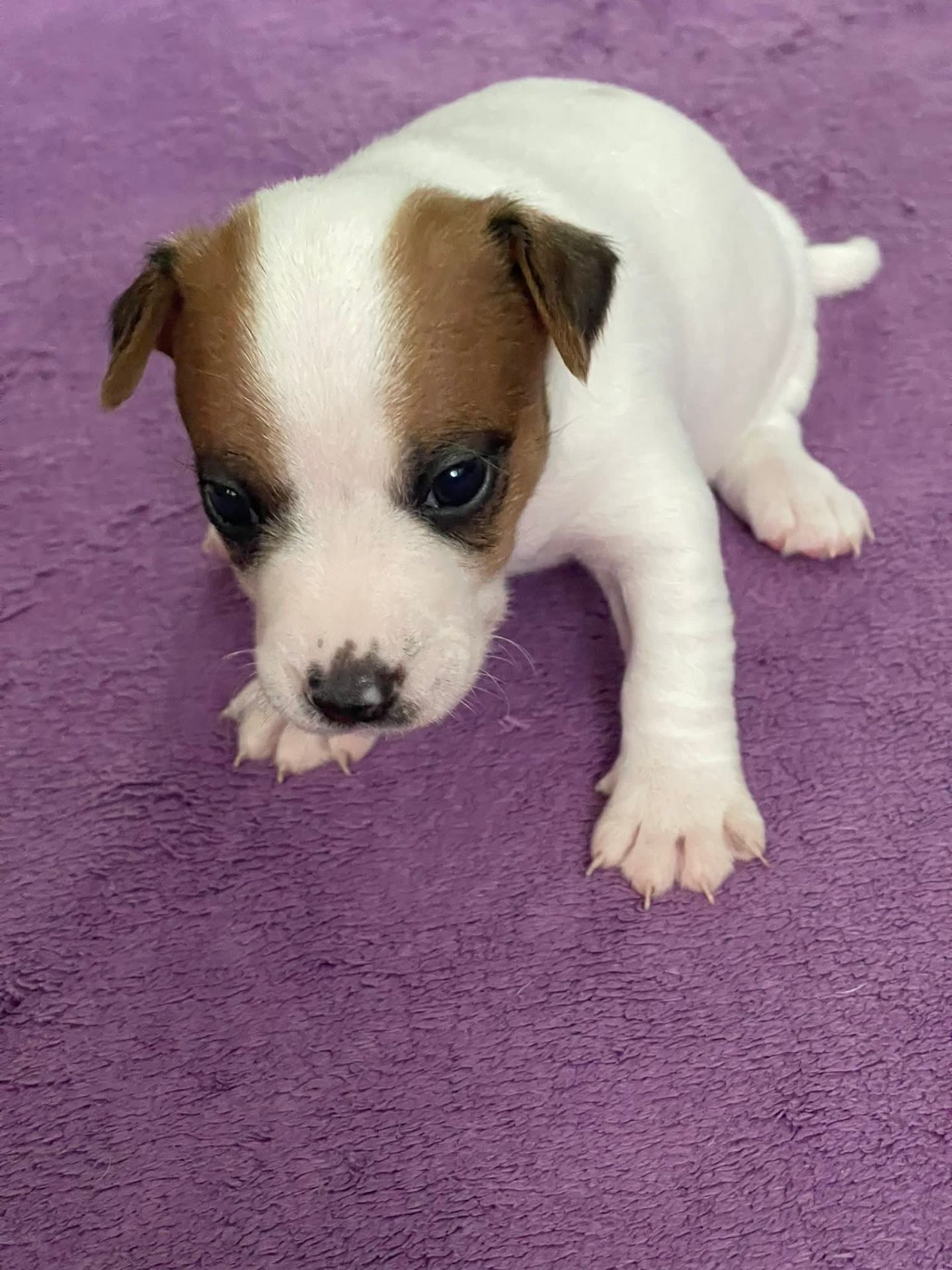 Цуценята Джек рассел терєр