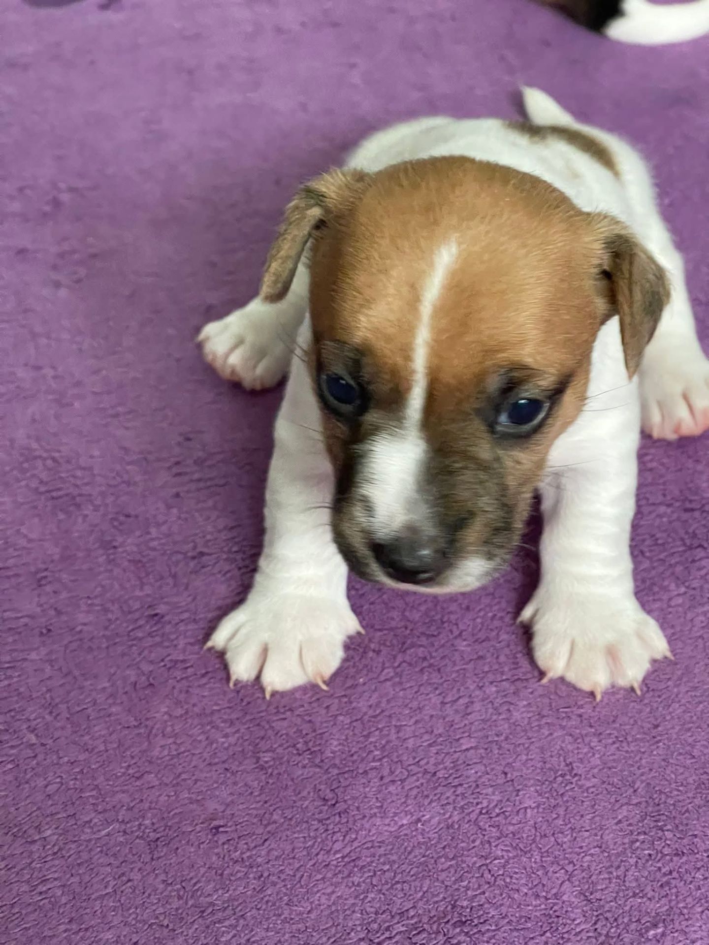 Цуценята Джек рассел терєр