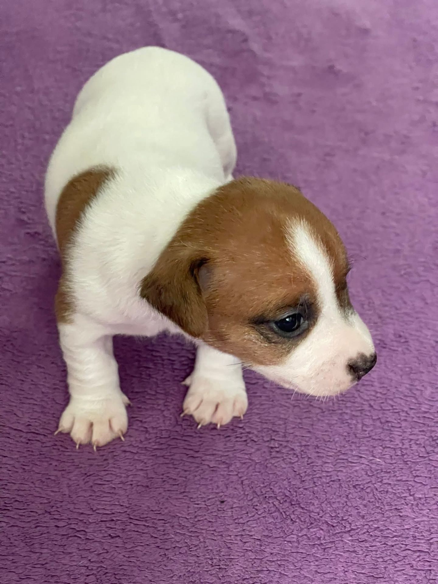 Цуценята Джек рассел терєр