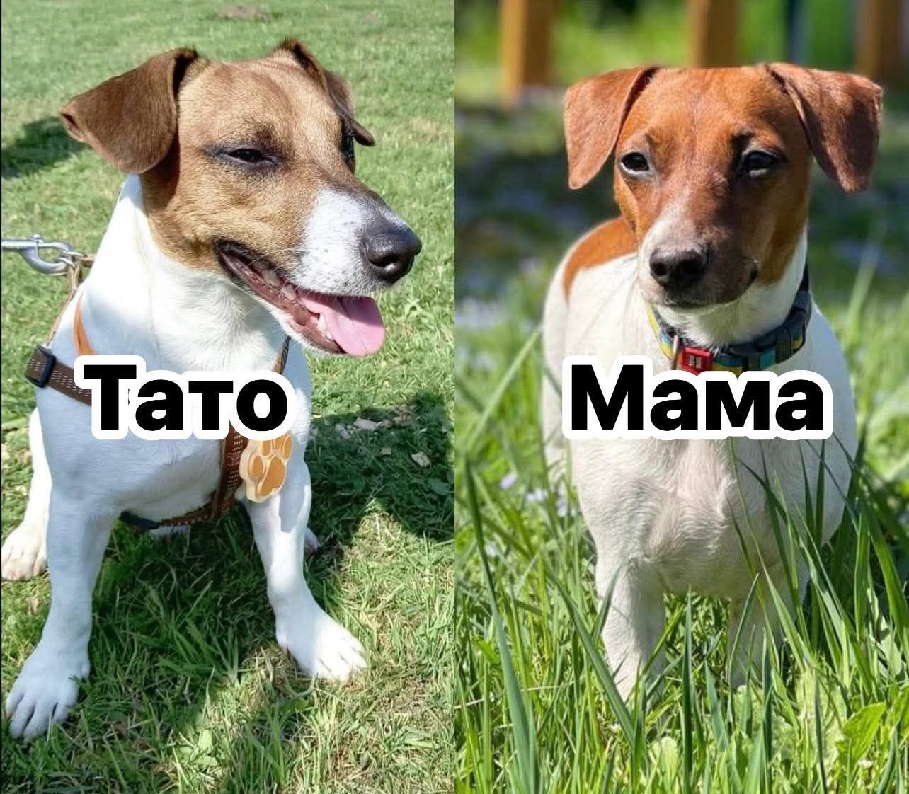 Цуценята Джек рассел терєр