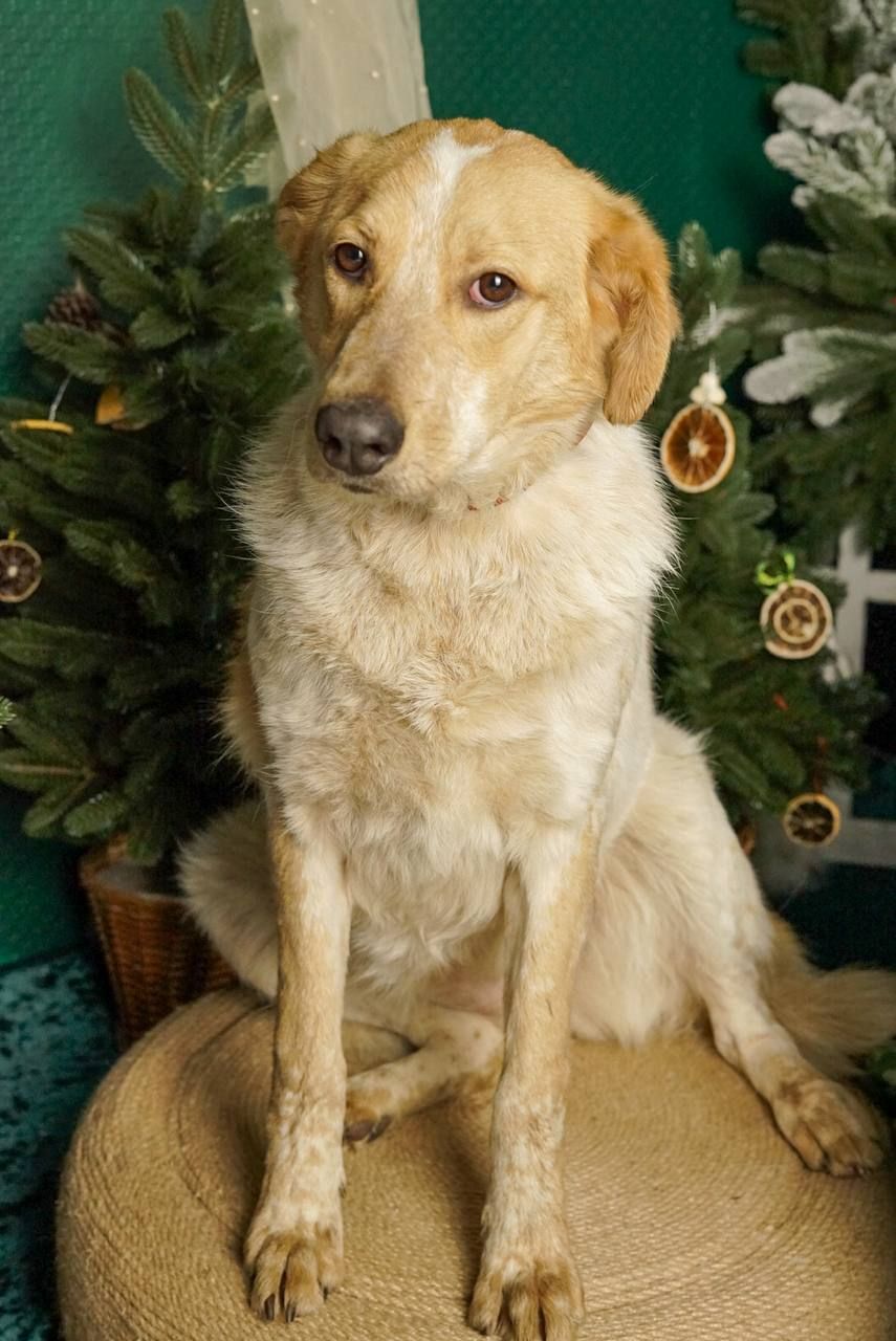 Зара шукає родину