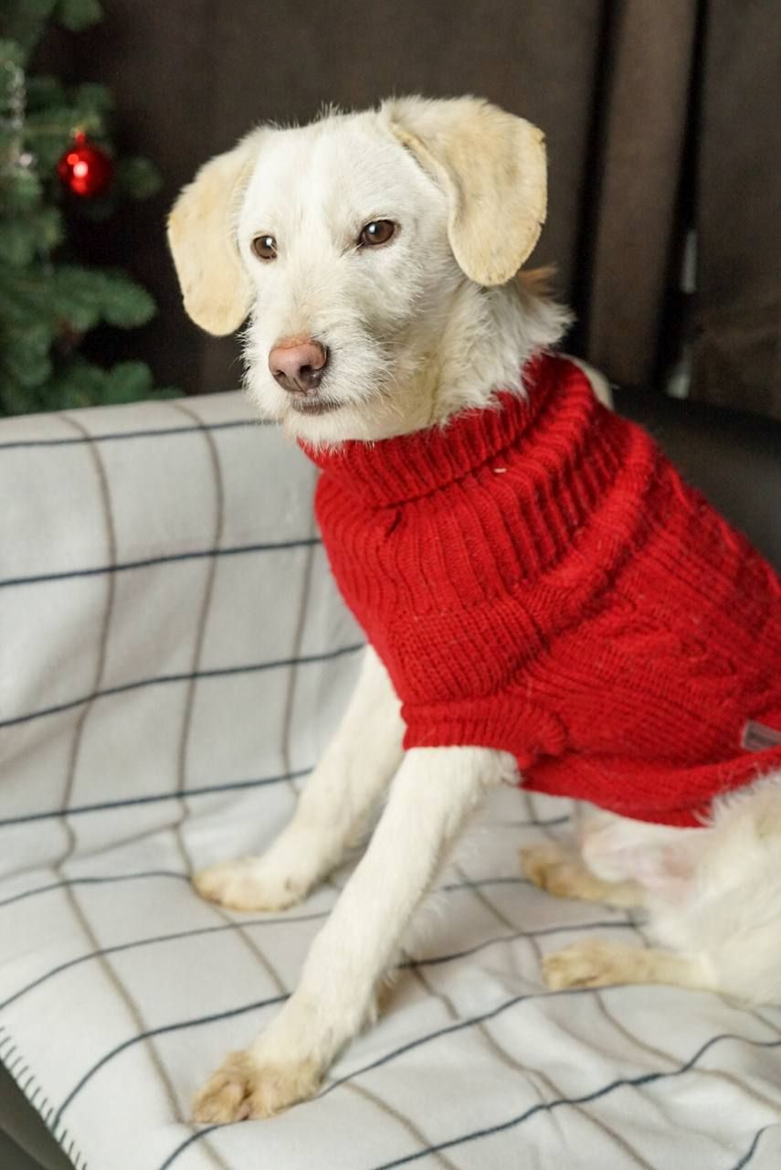 Біллі шукає родину