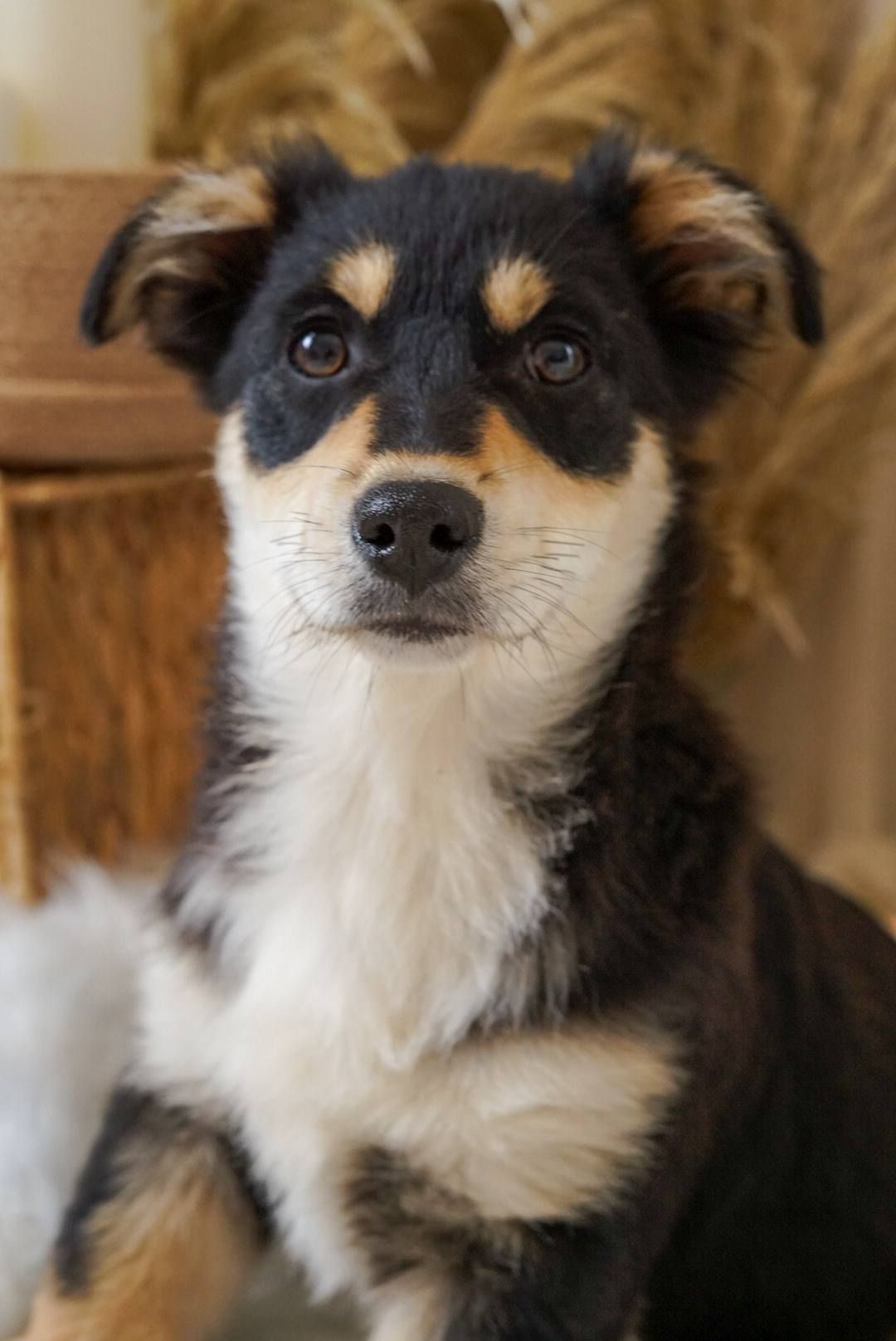 Кай шукає родину