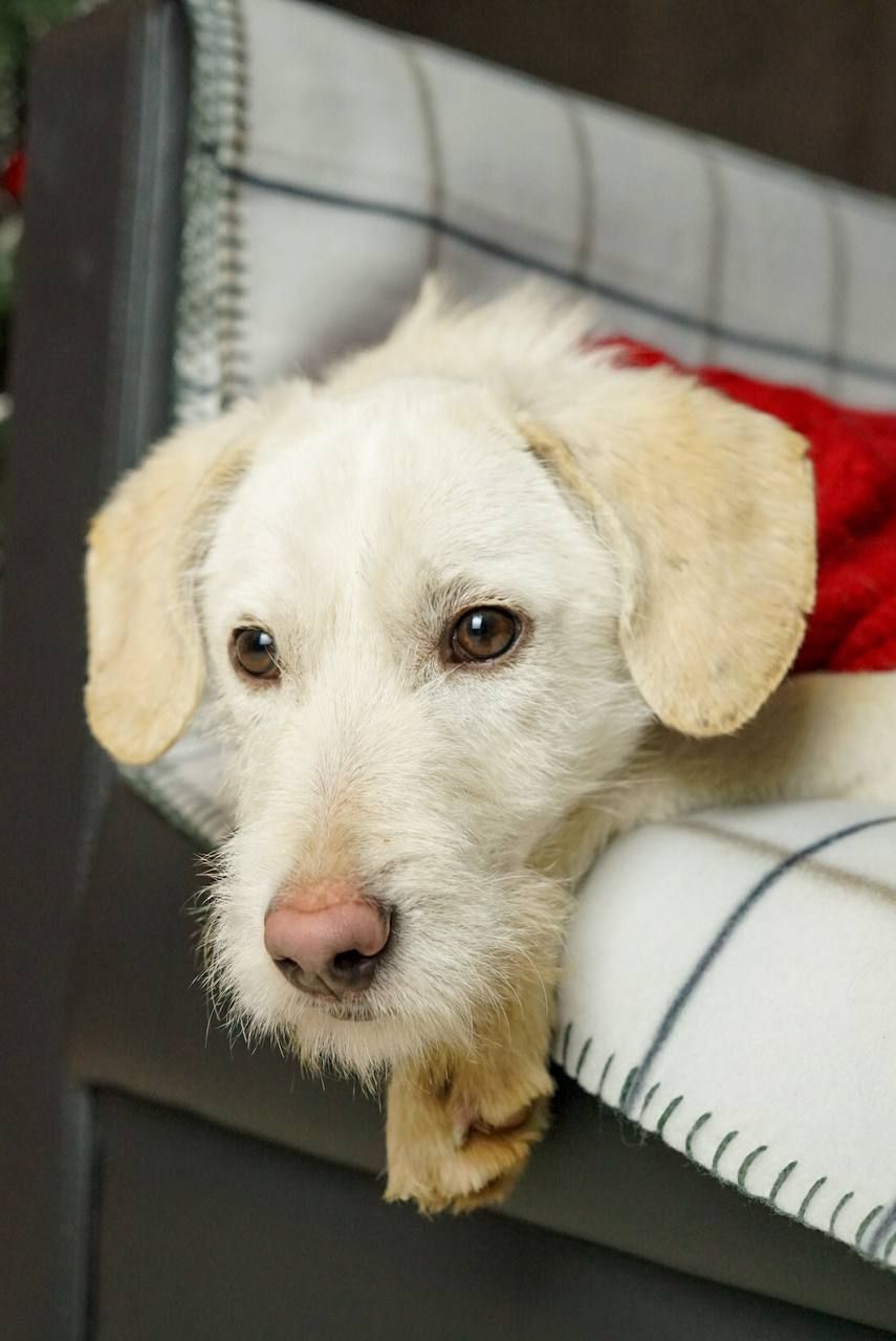 Біллі шукає родину