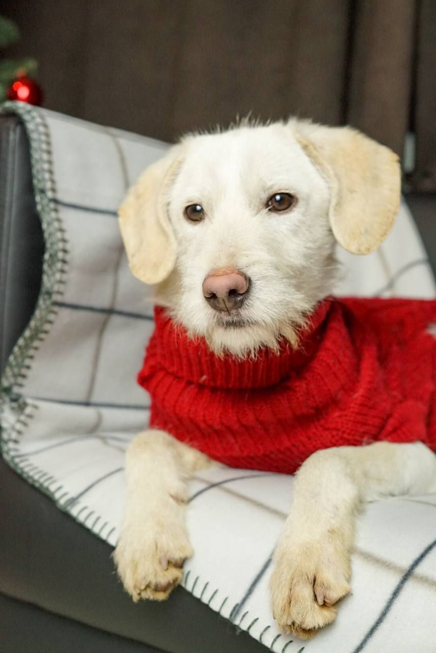 Біллі шукає родину