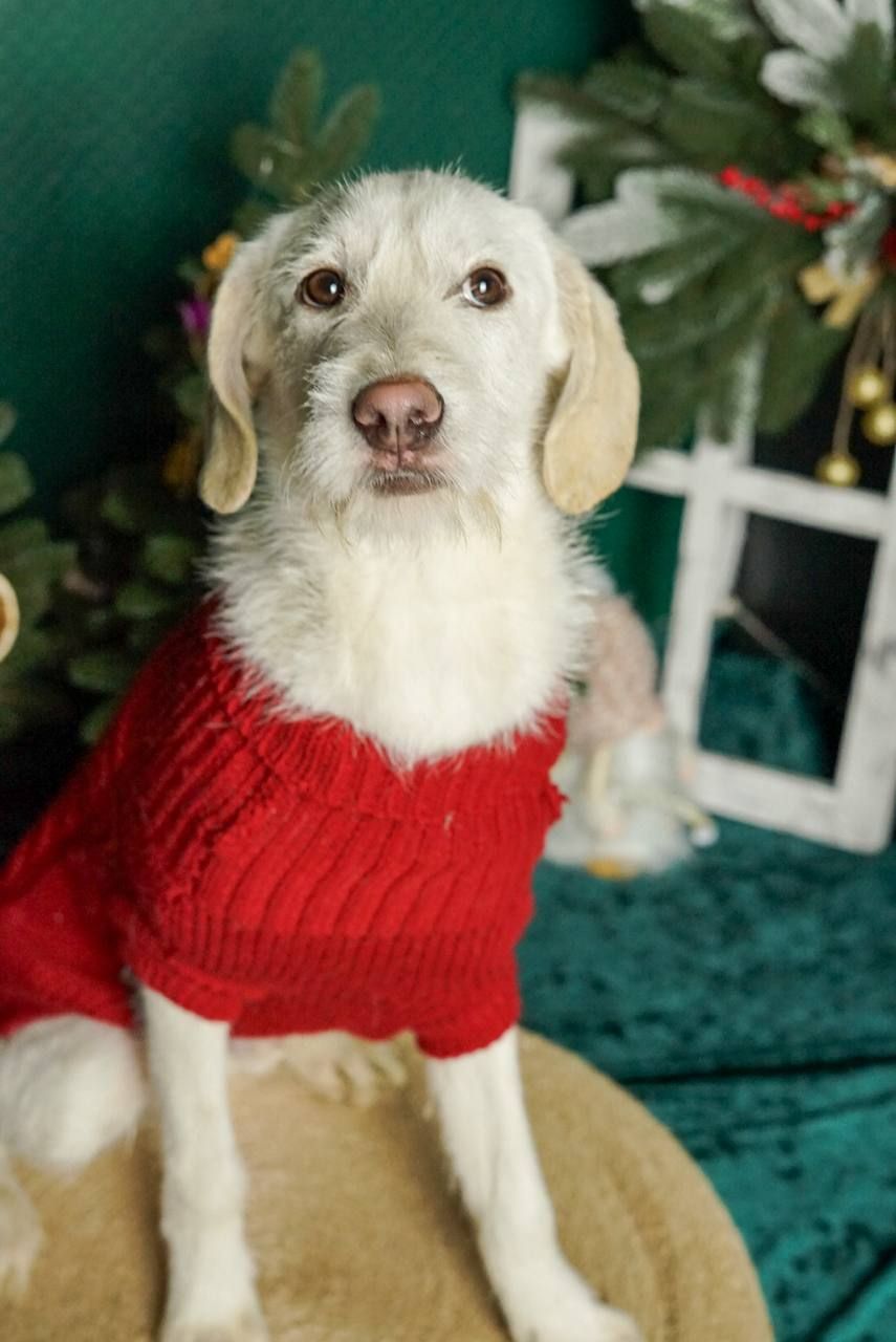 Біллі шукає родину