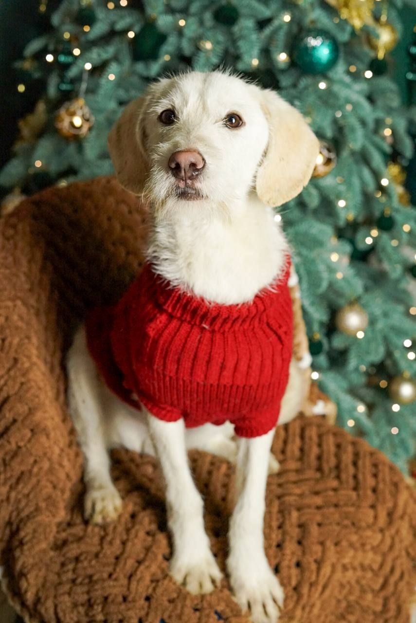 Біллі шукає родину