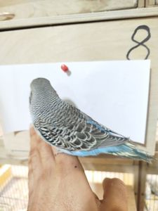 Виставковий (чех)