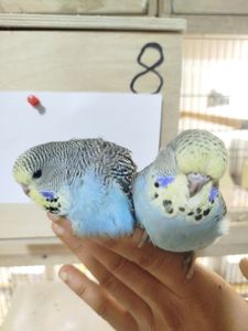 Виставковий (чех)